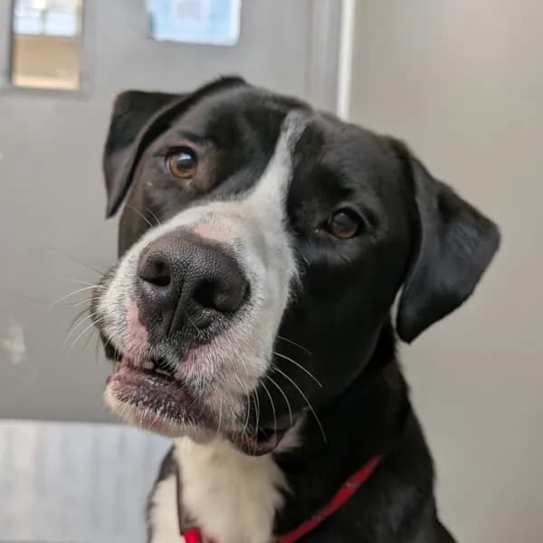 Gideon - Shepherd, German / Terrier, Pit Bull