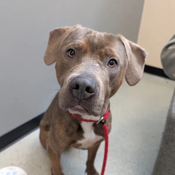 Roman - Mastiff, Cane Corso / Mix