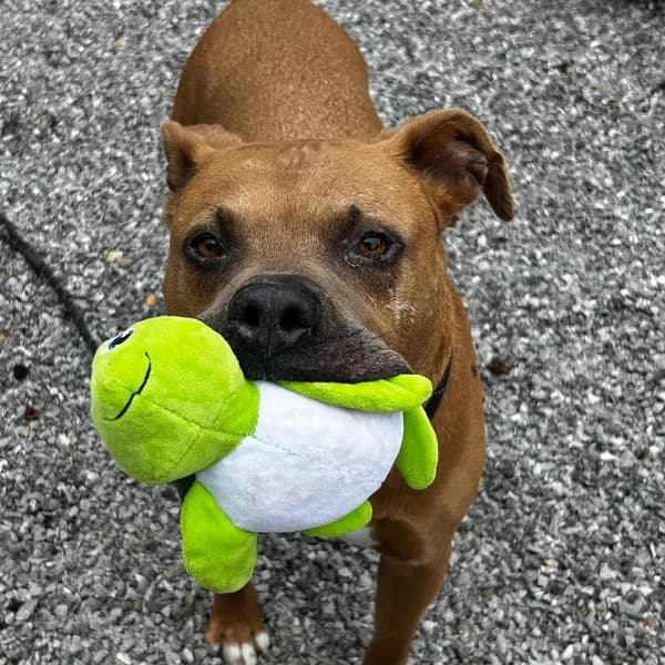 Meatball - photo 1