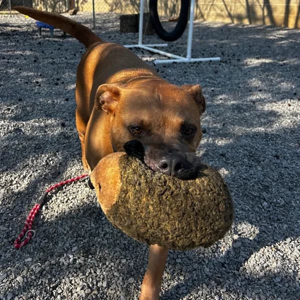 Meatball - thumbnail 6