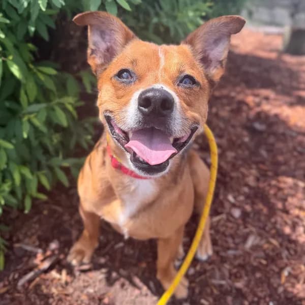 Hank - Mixed Breed (Medium)