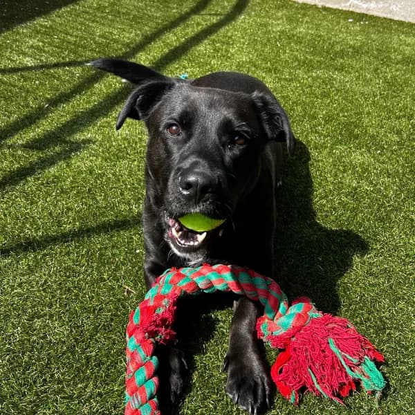 Lynkz - Mixed Breed (Large)