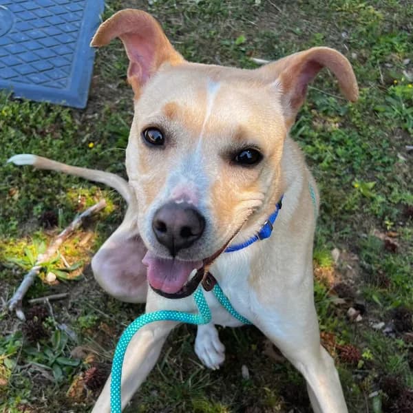 Eve - Mixed Breed (Medium)