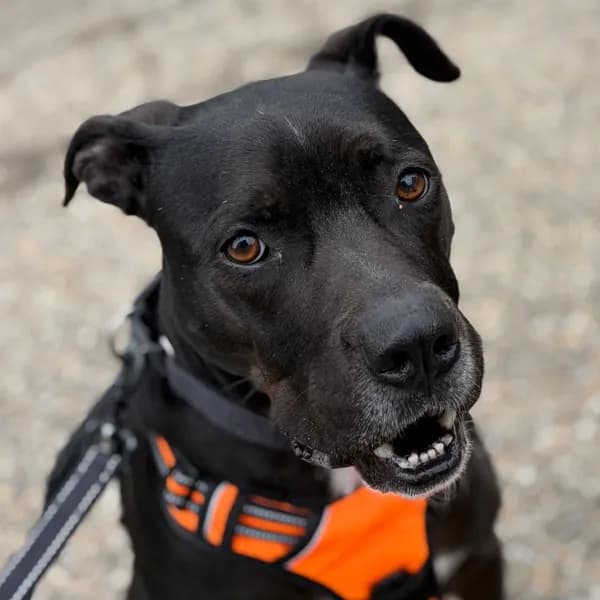 Ruger - Terrier, Pit Bull