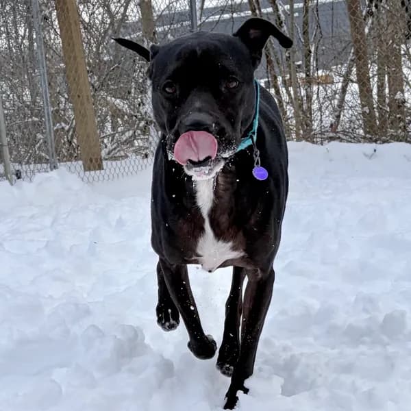 Ruger - thumbnail 6