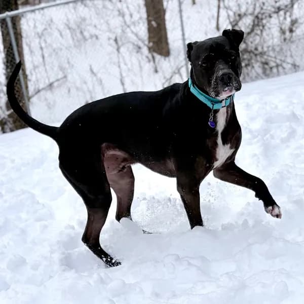 Ruger - thumbnail 7