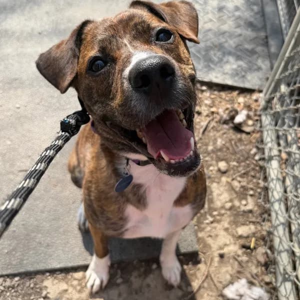 Burrito - Hound, Plott / Mixed Breed (Medium)