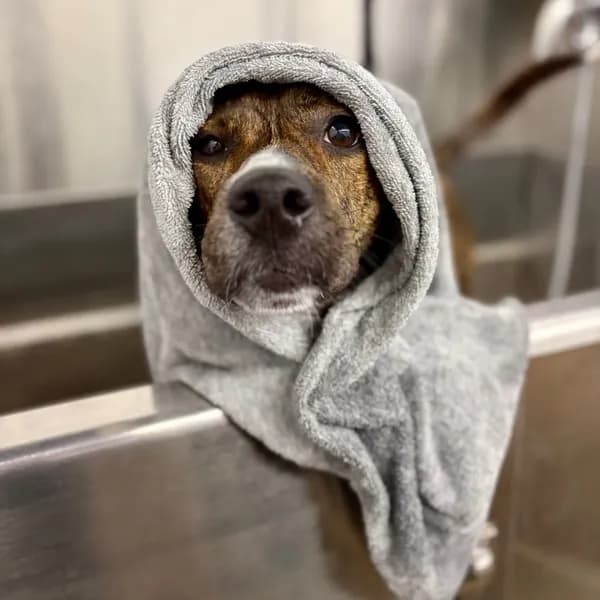 Burrito - thumbnail 8