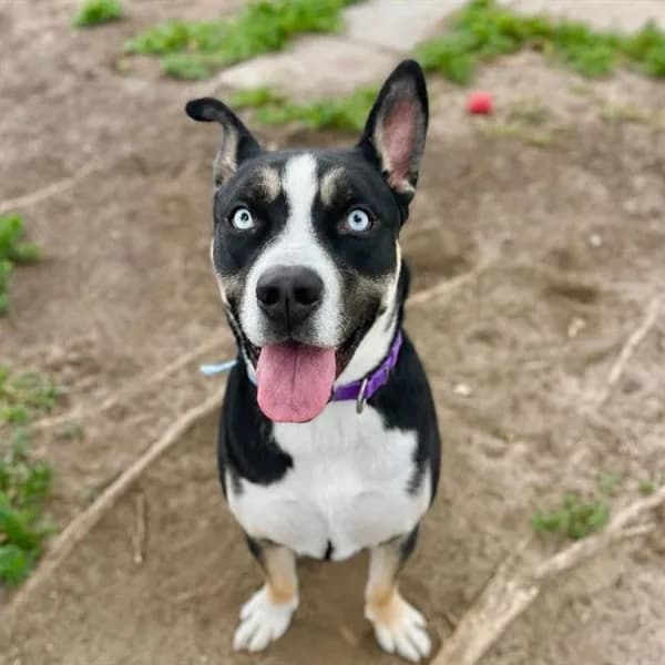 Hayze - Siberian Husky and Pit Bull Terrier