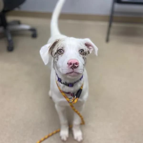 Banana - English Setter mix
