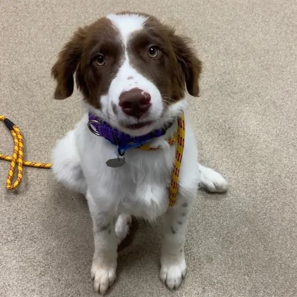 Eggplant - English Setter mix