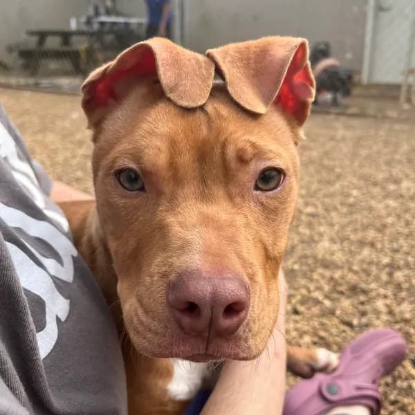 Murdock - Terrier, Pit Bull