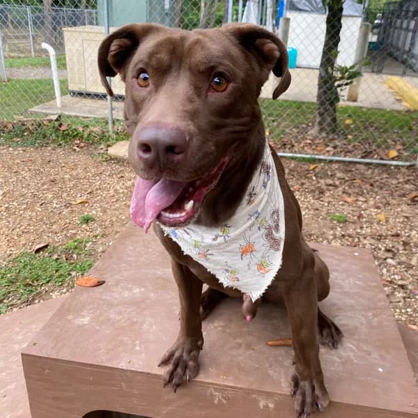 Fudge Ripple - Terrier, American Pit Bull