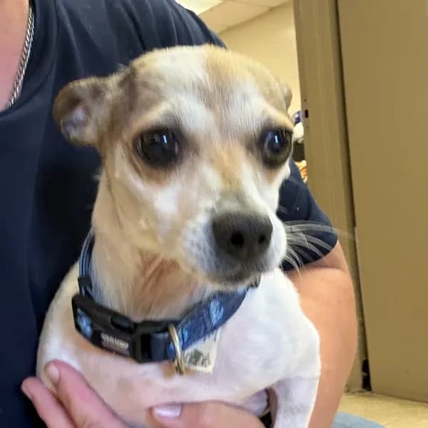 Marco - Chihuahua