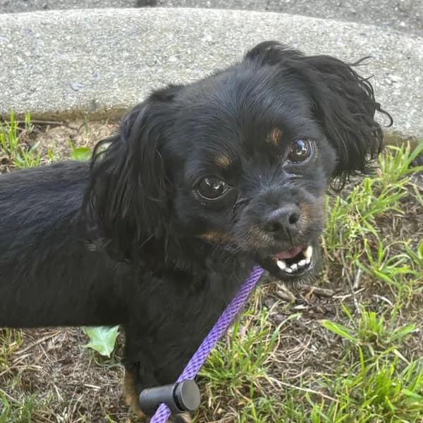 Peanut - photo 1
