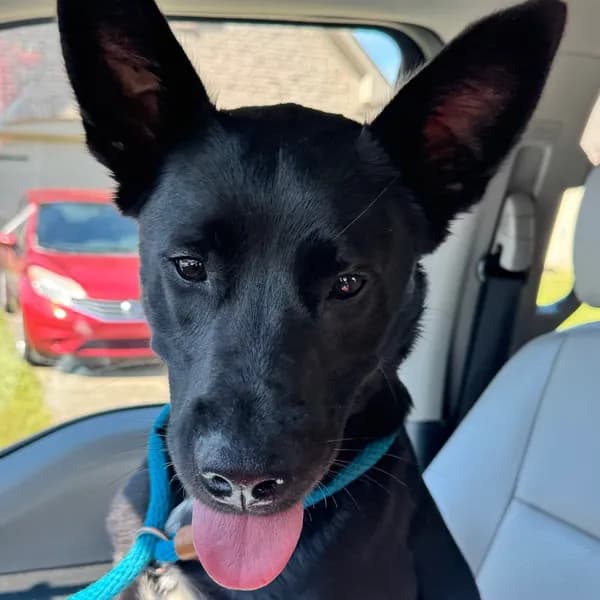 Samosa - Retriever, Black Labrador