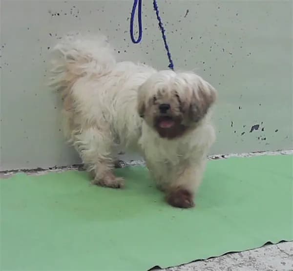 Zoey - Shih Tzu