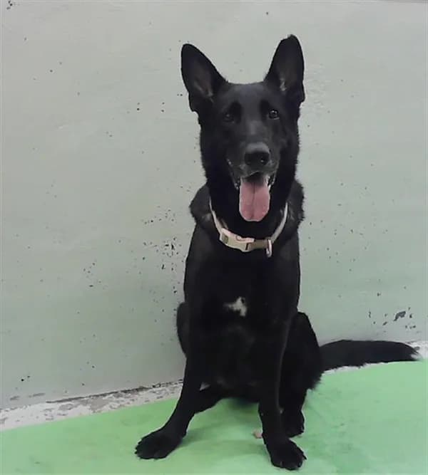 Jasmine - German Shepherd Dog