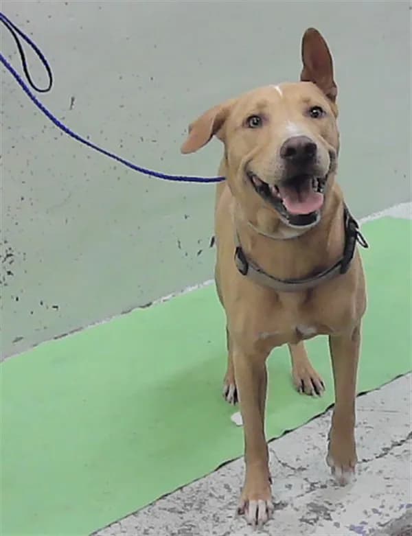 Marley - Labrador Retriever mix