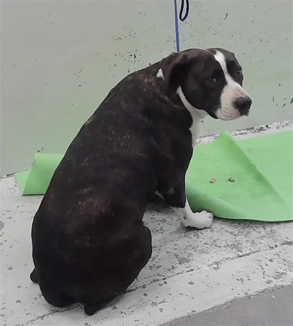 Chata - Staffordshire Bull Terrier mix