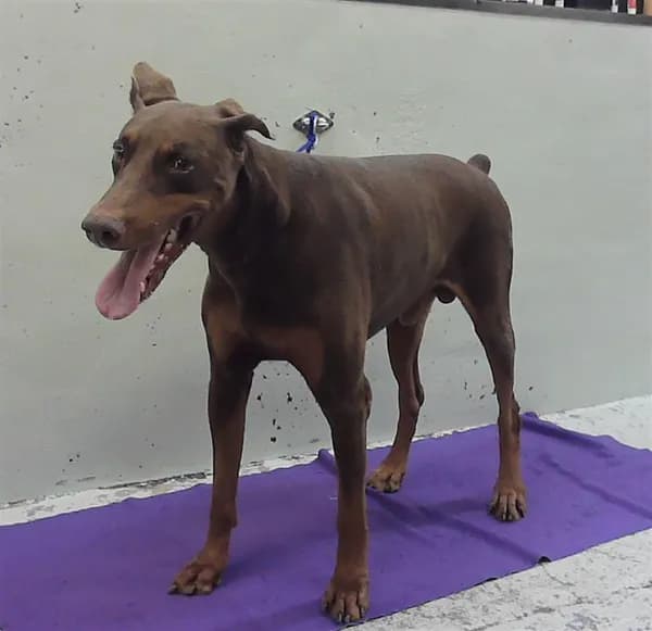 Lynxes - Doberman Pinscher mix