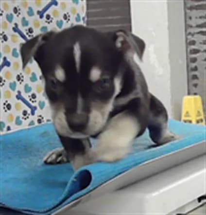 Cherry - Australian Cattle Dog mix