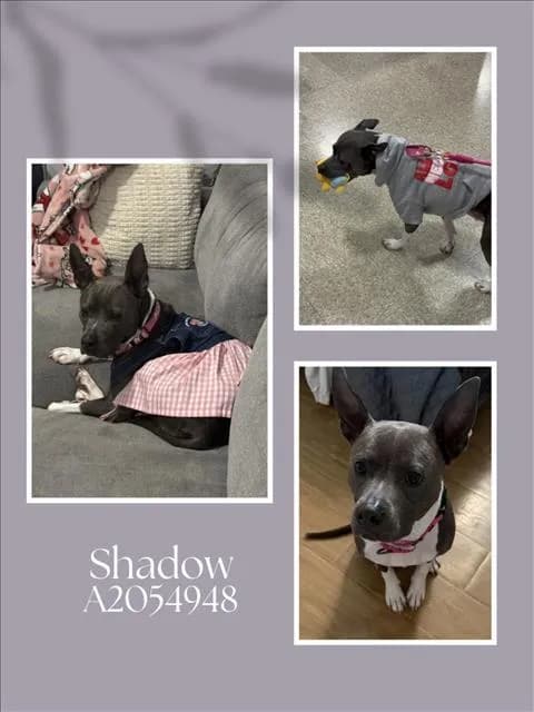 Shadow - photo 1