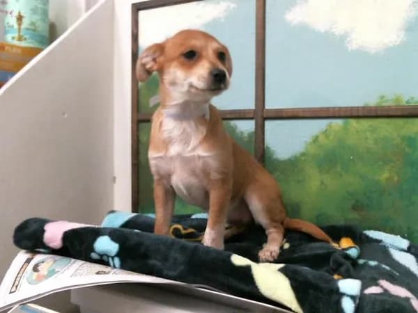 Arya - Chihuahua - Smooth Coated mix