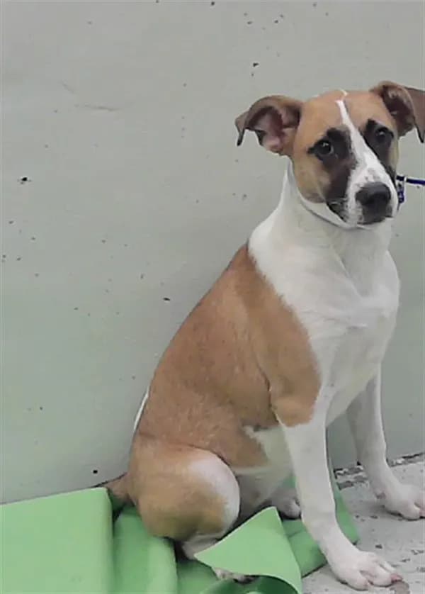 Mica - Labrador Retriever mix