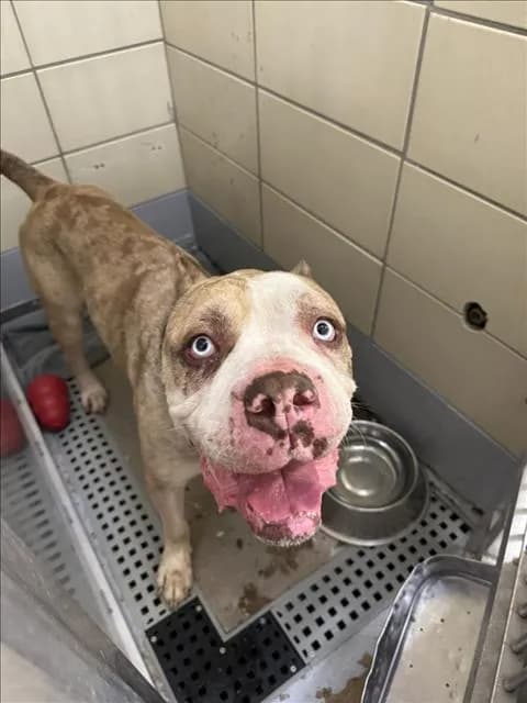 Ghost - Mastiff mix