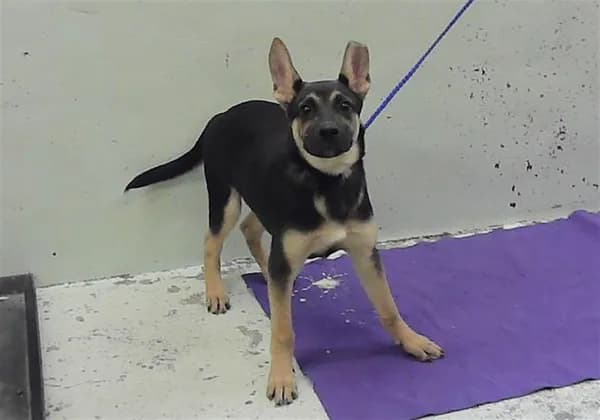 Tanner - German Shepherd Dog mix