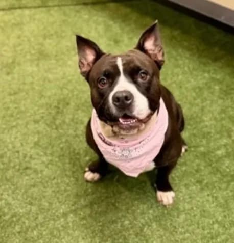 Ariana - Staffordshire Bull Terrier mix