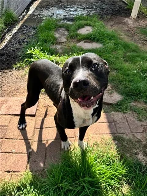 Astro - Staffordshire Bull Terrier mix