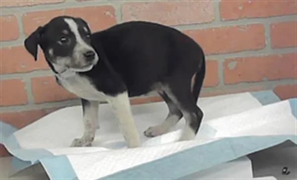 Unnamed - American Staffordshire Terrier mix