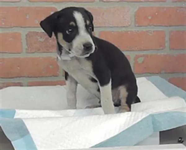 Unnamed - American Staffordshire Terrier mix