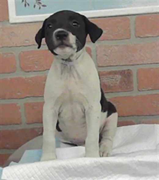 Unnamed - American Staffordshire Terrier mix