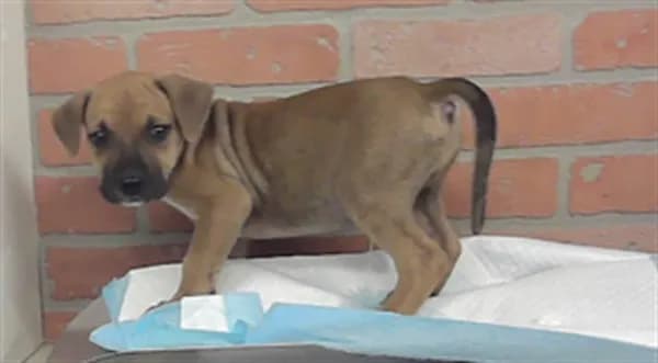 Unnamed - American Staffordshire Terrier mix