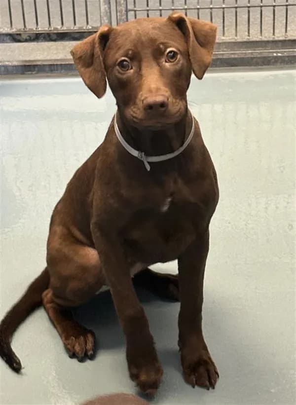 Cherry - Labrador Retriever mix
