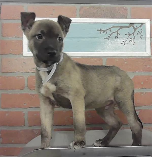 Superman - Staffordshire Bull Terrier mix
