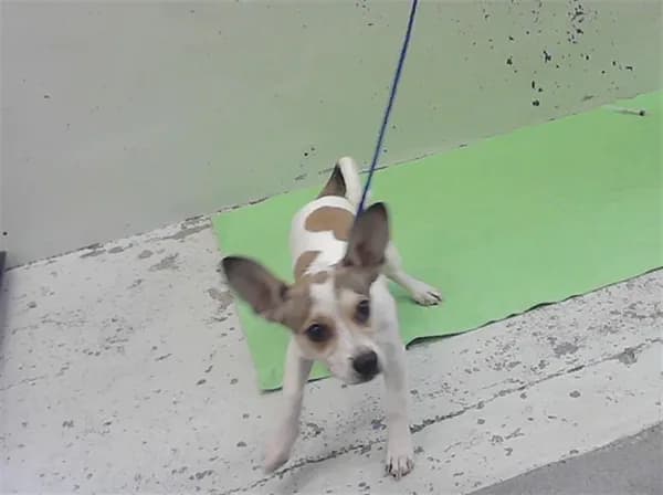 Simba - Chihuahua - Smooth Coated mix