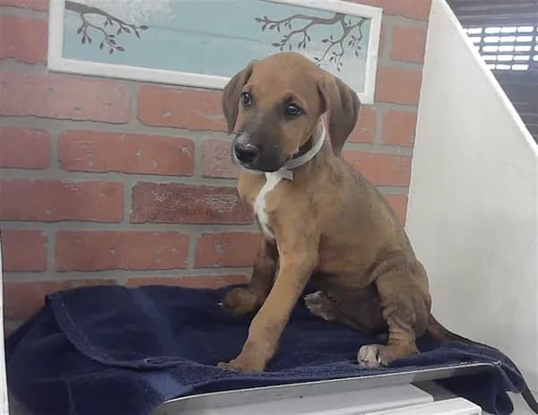 Unnamed - Doberman Pinscher mix