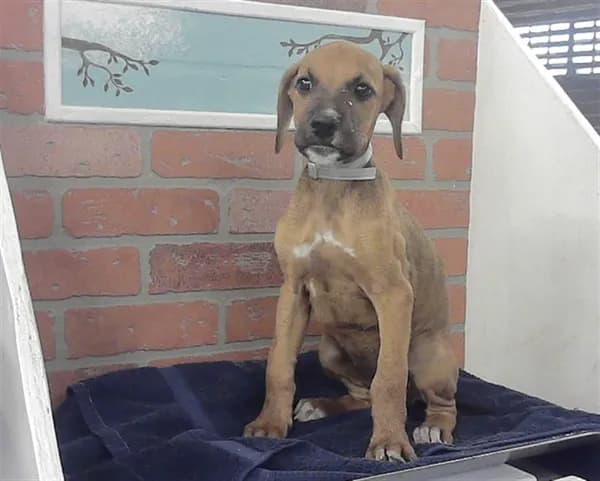 Allison - Doberman Pinscher mix