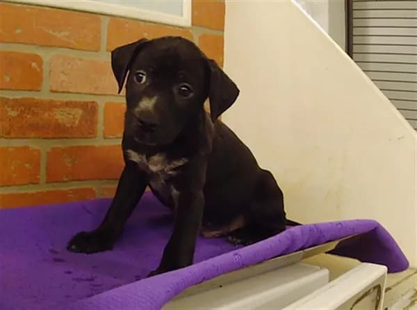 Germany - American Staffordshire Terrier mix