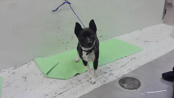 Rocky - photo 1