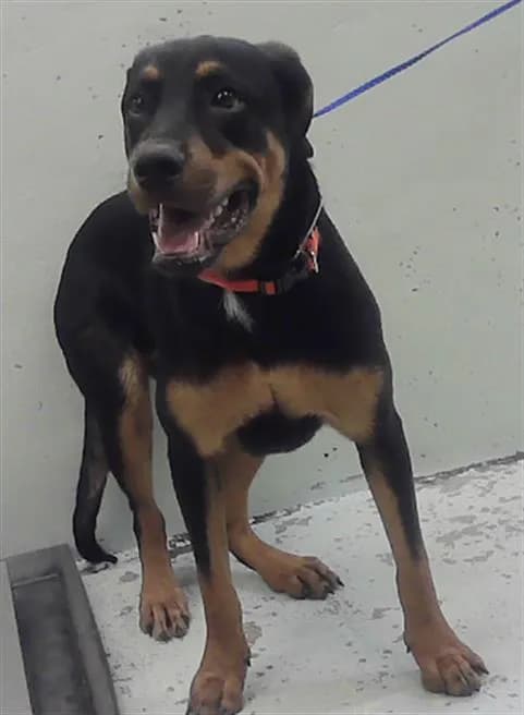 Unnamed - Rottweiler mix