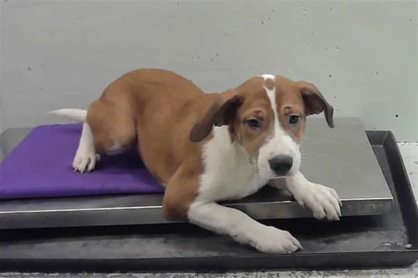 Unnamed - Staffordshire Bull Terrier mix
