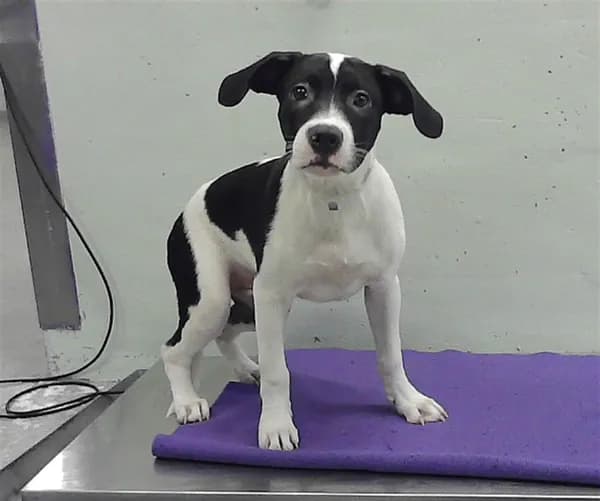 Unnamed - Staffordshire Bull Terrier mix