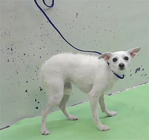 Princess - Chihuahua - Smooth Coated mix