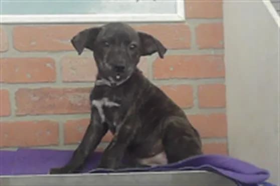 Unnamed - Staffordshire Bull Terrier mix