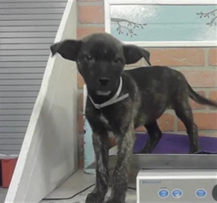 Unnamed - Staffordshire Bull Terrier mix
